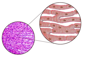 Canvas Print - Histological structure of heart muscle, 3D illustration and photomicrograph