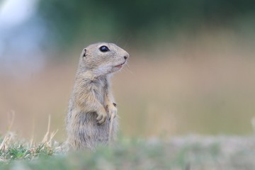 Wall Mural - Young european ground squirrel standing in the grass. (Spermophilus citellus) Wildlife scene from nature. Ground squirrel on meadow