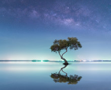 The Milky Way Over Big Tree In Tropical Beach With Night Sky, Thailand