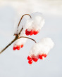 red berries rowanberry on a branch under snow in winter