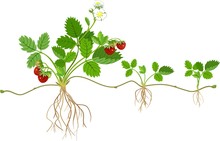 Garden Strawberry Plant With Roots, Flowers, Fruits And Daughter Plant