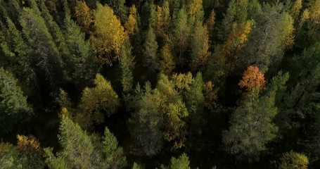 autumn color forrest, cinema 4k aerial tilt view over colorful autumn trees, revealing fjeld tunturi
