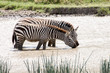 Afrika - Zebras