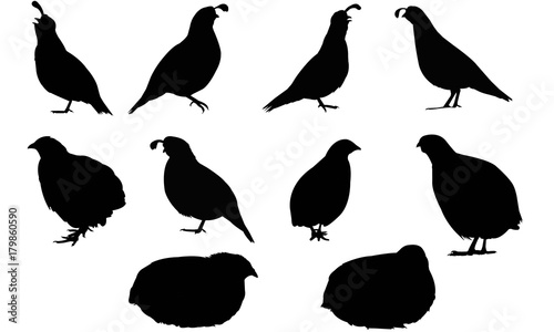 Cuadros en Lienzo New world quail Silhouette Vector Graphics