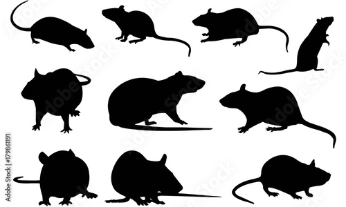 Fotomural Rat Silhouette Vector Graphics