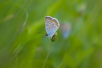 Wall Mural - Beautiful butterfly on a meadow