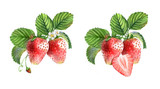 Fototapeta Pokój dzieciecy - Watercolor illustrations with different berries isolated on the white background: strawberries, flowers and leaves