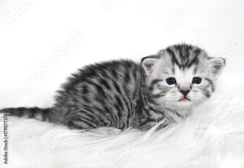 grey baby kitten