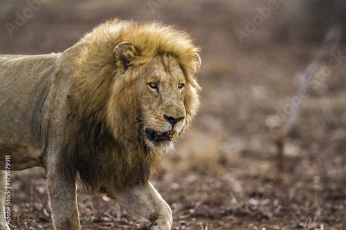 Plakat Afrykański lew w Kruger parku narodowym, Południowa Afryka