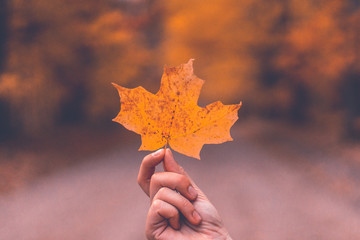 a leaf in hand