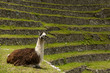 Llama on the Inca trail
