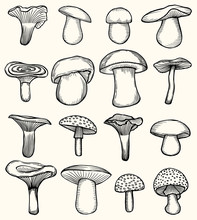 Set Of Mushroom Illustration