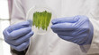 © Özgür Güvenç - Scientist Holding Petri Dish With Algae