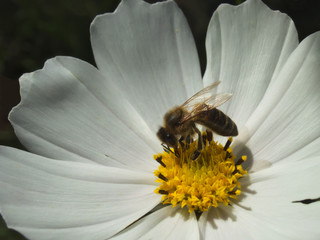 bee on a white cosmos flower