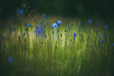 Fototapeta Natura - Wildflowers in bloom