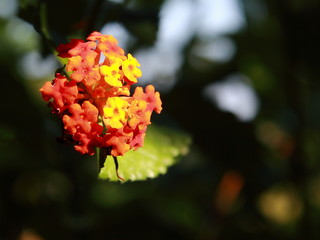 Group pf little flowers