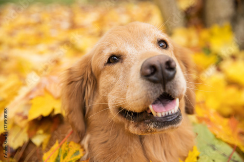 Plakat Golden Retriever pies w stosie jaskrawy kolor żółty, kolorowi spadków liście