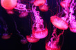 Glowing purple and pink jellyfish