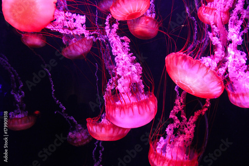 Glowing purple and pink jellyfish Tableau sur Toile