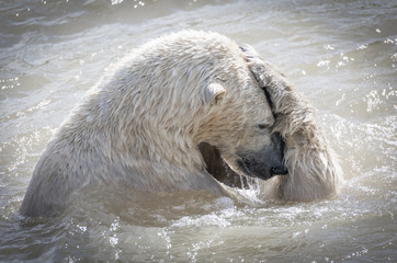 polar bear