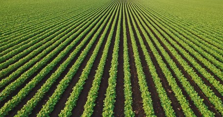 Wall Mural - An aerial shot of soybean field ripening at spring season, agricultural landscape