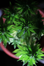 Folhas De Maconha Cannabis Em Um Fundo Escuro Em Toronto, Canadá.