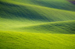 © daliu - Rolling hills of green wheat fields. Amazing fairy minimalistic landscape with waves hills, rolling hills. Abstract nature background. South Moravia, Czech Republic