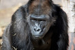 © KRISTY - Western Lowland Gorilla at the Rio Grande Zoo in Albuquerque, New Mexico