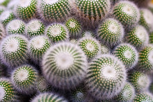 Cluster Of Cactus, Close Up
