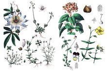 Illustrations Of Plants.