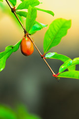 Wall Mural - Pomegranate flower