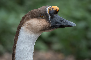 Poster - Close up profile portrait of the head of a swan goose looking to the right showing eye and beak