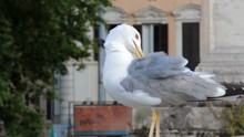 Large Seagull Preening