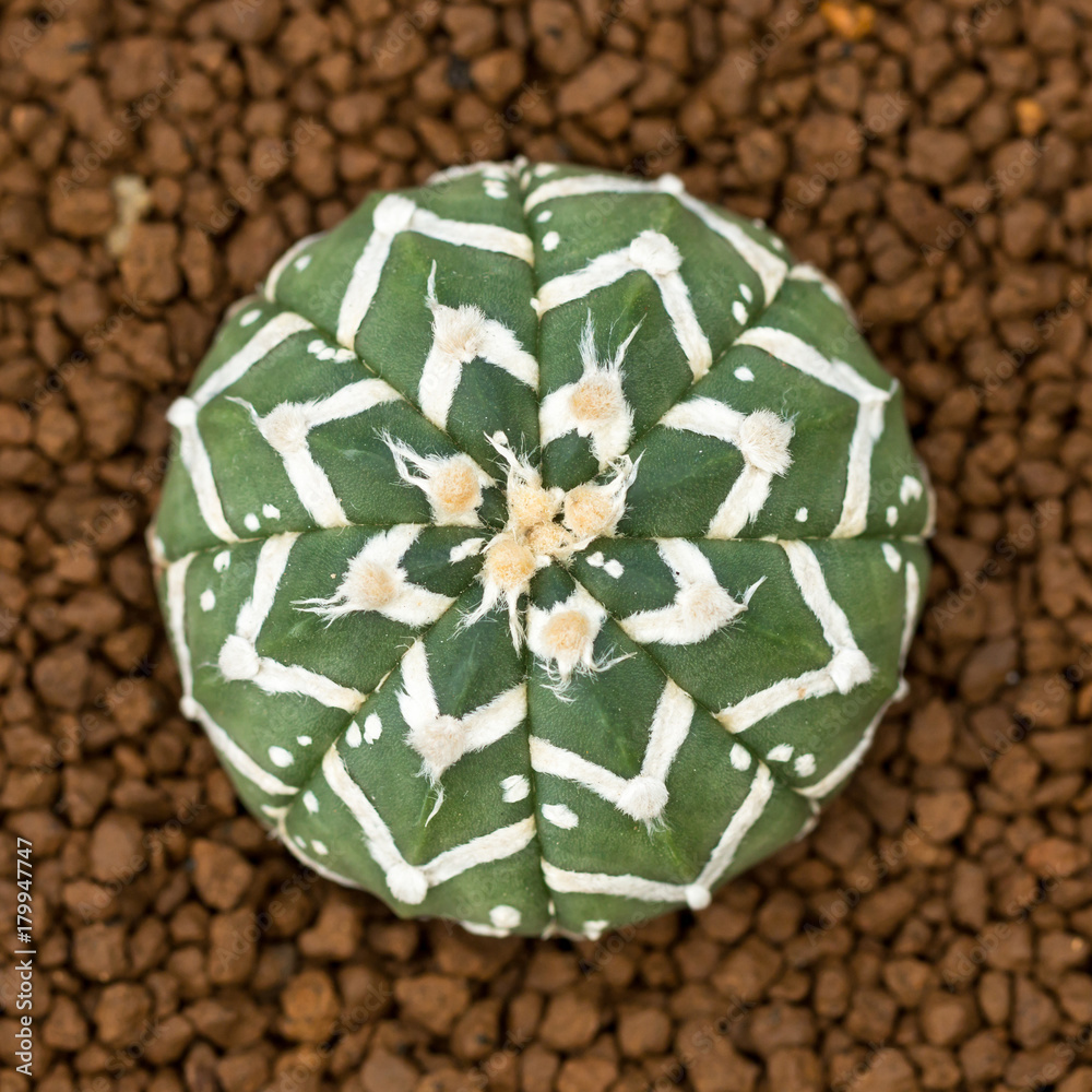 Top view of Astrophytum asterias v type cactus with soil background. Stock  Photo | Adobe Stock