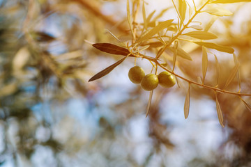 Wall Mural - Ripe green olive fruit on branch in organic orchard