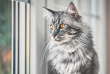 Vintage Style Photo From A Beautiful Maine Coon Cat, With Fine Film Grain Effect 