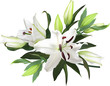 light lily flowers bunch on white background
