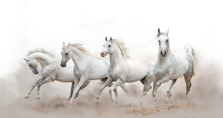  piękne białe konie arabskie działa na białym tle