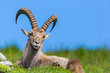 natural male alpine capra ibex capricorn blue sky green meadow