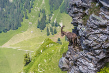 Adult Alpine Capra Ibex Capricorn Standing On Rock With Valley View