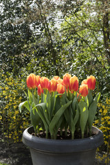 Sticker - Tulipa in a container