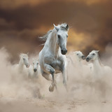 Fototapeta Konie - Beautiful white andalusian stallion with herd on freedom