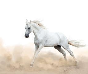  white arabian stallion running in the dust