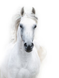 Fototapeta Konie - snowy white arabian stallion against the white background