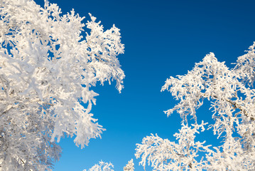 Wall Mural - snowy trees from below, blue sky background