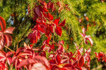 Wall Mural - red creeper