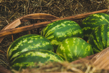 some watermelons on the hay