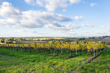 France, Gironde, Haut Langoiran, Les couleurs de l'automne dans les vignes