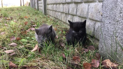 Wall Mural - two small kittens sitting in the grass near the fence