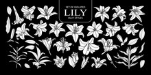 Set Of Isolated White Silhouette Lily In 27 Styles. Cute Hand Drawn Flower Vector Illustration In White Plane And No Outline.